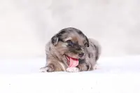 Muffin2, a female Miniature Australian Shepherd for sale in Paris, TX – Photo 3 of 6