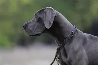 Theodora Stahltitan vom Bravohaus, a female Great Dane for sale in Paris, TX – Photo 5 of 10