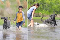 Theodora Stahltitan vom Bravohaus, a female Great Dane for sale in Paris, TX – Photo 9 of 10