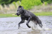 Theodora Stahltitan vom Bravohaus, a female Great Dane for sale in Paris, TX – Photo 8 of 10