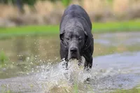 Theodora Stahltitan vom Bravohaus, a female Great Dane for sale in Paris, TX – Photo 4 of 10