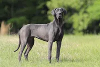 Theodora Stahltitan vom Bravohaus, a female Great Dane for sale in Paris, TX – Photo 2 of 10