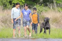 Theodora Stahltitan vom Bravohaus, a female Great Dane for sale in Paris, TX – Photo 6 of 10