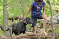 Theodora Stahltitan vom Bravohaus, a female Great Dane for sale in Paris, TX – Photo 3 of 10