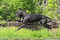 Theodora Stahltitan vom Bravohaus, a female Great Dane for sale in Paris, TX – Photo 7 of 10