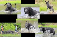 Theodora Stahltitan vom Bravohaus, a female Great Dane for sale in Paris, TX – Photo 10 of 10