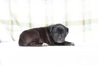 Doberdane - Grackle, a male Doberman Pinscher and Great Dane for sale in Paris, TX – Photo 3 of 9