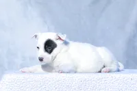 Gabriel, a male Australian Cattle Dog for sale in Paris, TX – Photo 3 of 4