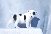 Gabriel, a male Australian Cattle Dog for sale in Paris, TX – Photo 2 of 4