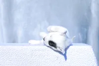 Gabriel, a male Australian Cattle Dog for sale in Paris, TX – Photo 4 of 4