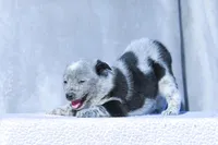 Noah, a male Australian Cattle Dog for sale in Paris, TX – Photo 2 of 6