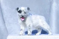 David, a male Australian Cattle Dog for sale in Paris, TX – Photo 2 of 6