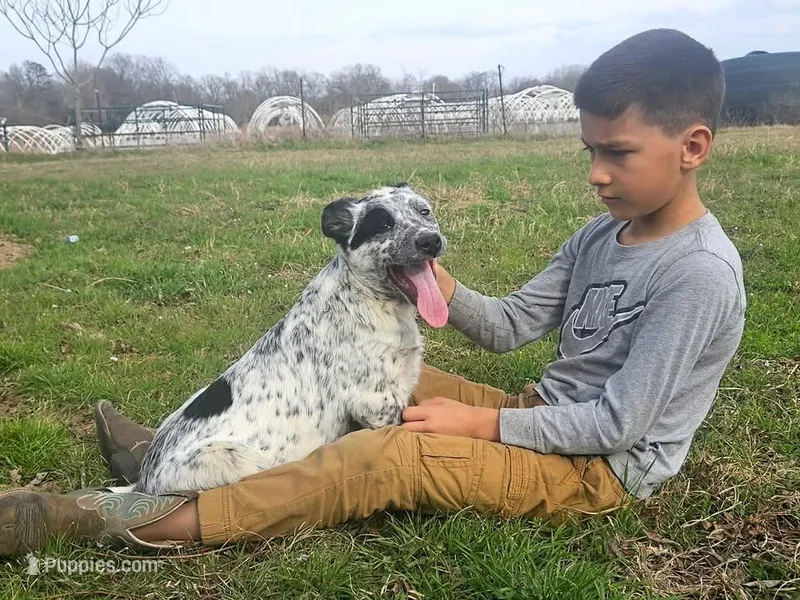 David, a male Australian Cattle Dog for sale in Paris, TX – Photo 1 of 6