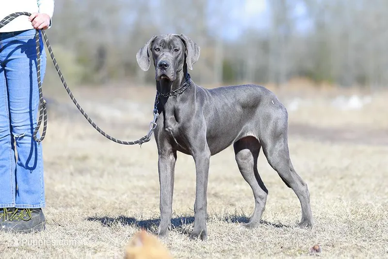 Dora – Great Dane puppy for sale in Paris, TX