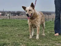 Conga, a female Australian Cattle Dog and Australian Shepherd for sale in Paris, TX – Photo 10 of 10