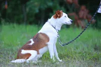 Conga, a female Australian Cattle Dog and Australian Shepherd for sale in Paris, TX – Photo 3 of 10