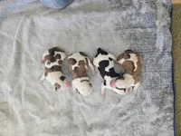 Conga, a female Australian Cattle Dog and Australian Shepherd for sale in Paris, TX – Photo 8 of 10