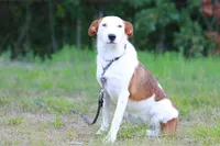 Conga, a female Australian Cattle Dog and Australian Shepherd for sale in Paris, TX – Photo 2 of 10