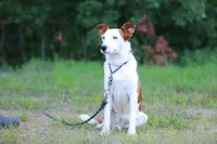 Conga, a female Australian Cattle Dog and Australian Shepherd for sale in Paris, TX – Photo 1 of 10