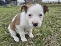 Conga, a female Australian Cattle Dog and Australian Shepherd for sale in Paris, TX – Photo 5 of 10