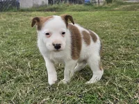 Conga, a female Australian Cattle Dog and Australian Shepherd for sale in Paris, TX – Photo 4 of 10