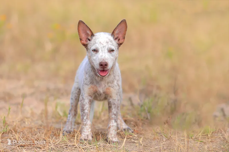 Clover – Australian Cattle Dog puppy for sale in Paris, TX