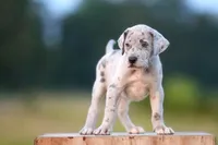 Danica, a female Great Dane for sale in Paris, TX – Photo 3 of 5