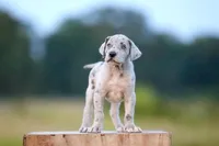 Danica, a female Great Dane for sale in Paris, TX – Photo 1 of 5