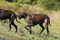 Mystic River, a female Great Dane for sale in Paris, TX – 7 of 7