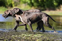 Indigo Valley, a female Great Dane for sale in Paris, TX – 3 of 8