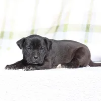 Doberdane - Starling2, a male Doberman Pinscher and Great Dane for sale in Paris, TX – Photo 1 of 9