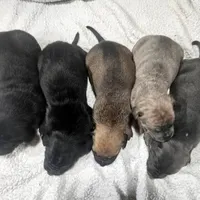 Doberdane - Starling2, a male Doberman Pinscher and Great Dane for sale in Paris, TX – Photo 8 of 9