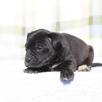 Doberdane - Starling2, a male Doberman Pinscher and Great Dane for sale in Paris, TX – Photo 2 of 9