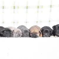 Doberdane - Starling2, a male Doberman Pinscher and Great Dane for sale in Paris, TX – Photo 6 of 9