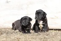 Doberdane - Starling, a male Doberman Pinscher and Great Dane for sale in Paris, TX – Photo 4 of 9