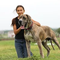 Doberdane - Starling2, a male Doberman Pinscher and Great Dane for sale in Paris, TX – Photo 9 of 9