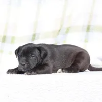 Doberdane - Starling2, a male Doberman Pinscher and Great Dane for sale in Paris, TX – Photo 3 of 9