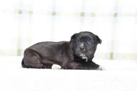 Doberdane - Magpie, a female Doberman Pinscher and Great Dane for sale in Paris, TX – Photo 3 of 6