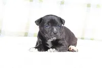 Doberdane - Magpie, a female Doberman Pinscher and Great Dane for sale in Paris, TX – Photo 1 of 6