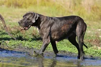 Indigo Valley, a female Great Dane for sale in Paris, TX – 6 of 8