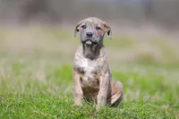 Doberdane - Junco, a male Doberman Pinscher and Great Dane for sale in Paris, TX – Photo 3 of 6