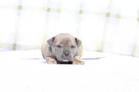 Doberdane - Junco, a male Doberman Pinscher and Great Dane for sale in Paris, TX – Photo 4 of 6