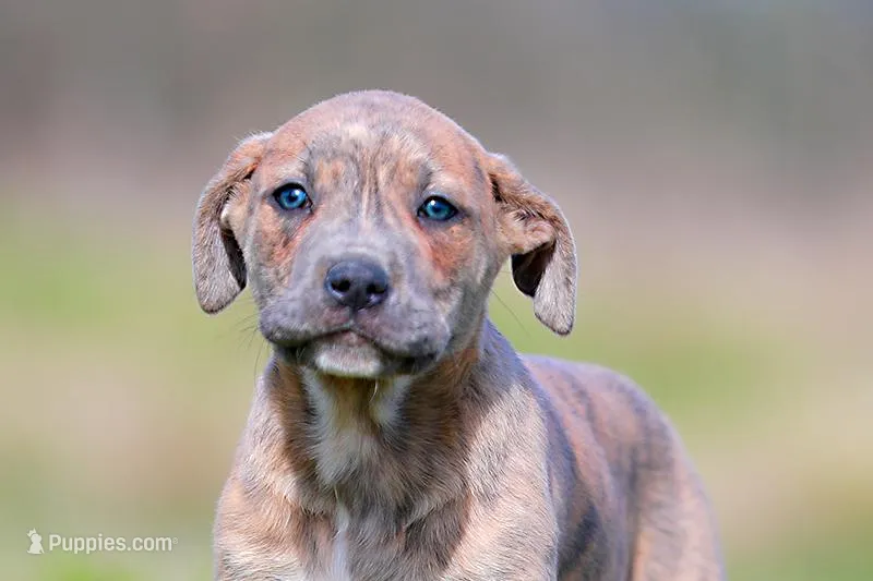 Doberdane - Junco – Doberman Pinscher, Great Dane puppy for sale in Paris, TX
