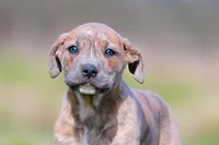Doberdane - Junco, a male Doberman Pinscher and Great Dane for sale in Paris, TX – Photo 1 of 6