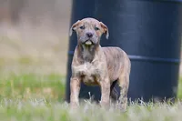 Doberdane - Junco, a male Doberman Pinscher and Great Dane for sale in Paris, TX – Photo 2 of 6