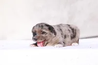 Muffin, a female Miniature Australian Shepherd for sale in Paris, TX – Photo 6 of 6