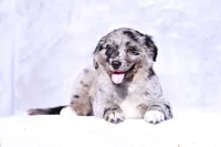 Muffin, a female Miniature Australian Shepherd for sale in Paris, TX – Photo 1 of 6