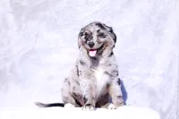 Muffin, a female Miniature Australian Shepherd for sale in Paris, TX – Photo 2 of 6