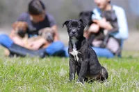 Doberdane - Magpie, a female Doberman Pinscher and Great Dane for sale in Paris, TX – Photo 2 of 8