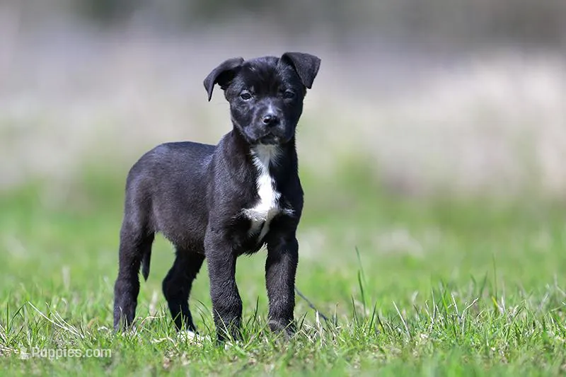 Doberdane - Magpie – Doberman Pinscher, Great Dane puppy for sale in Paris, TX